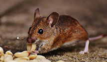 24 Hour & Emergency Exterminators in Diamond Island, ME